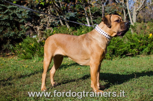 Collare in cuoio bianco con piramidi per Cane Corso